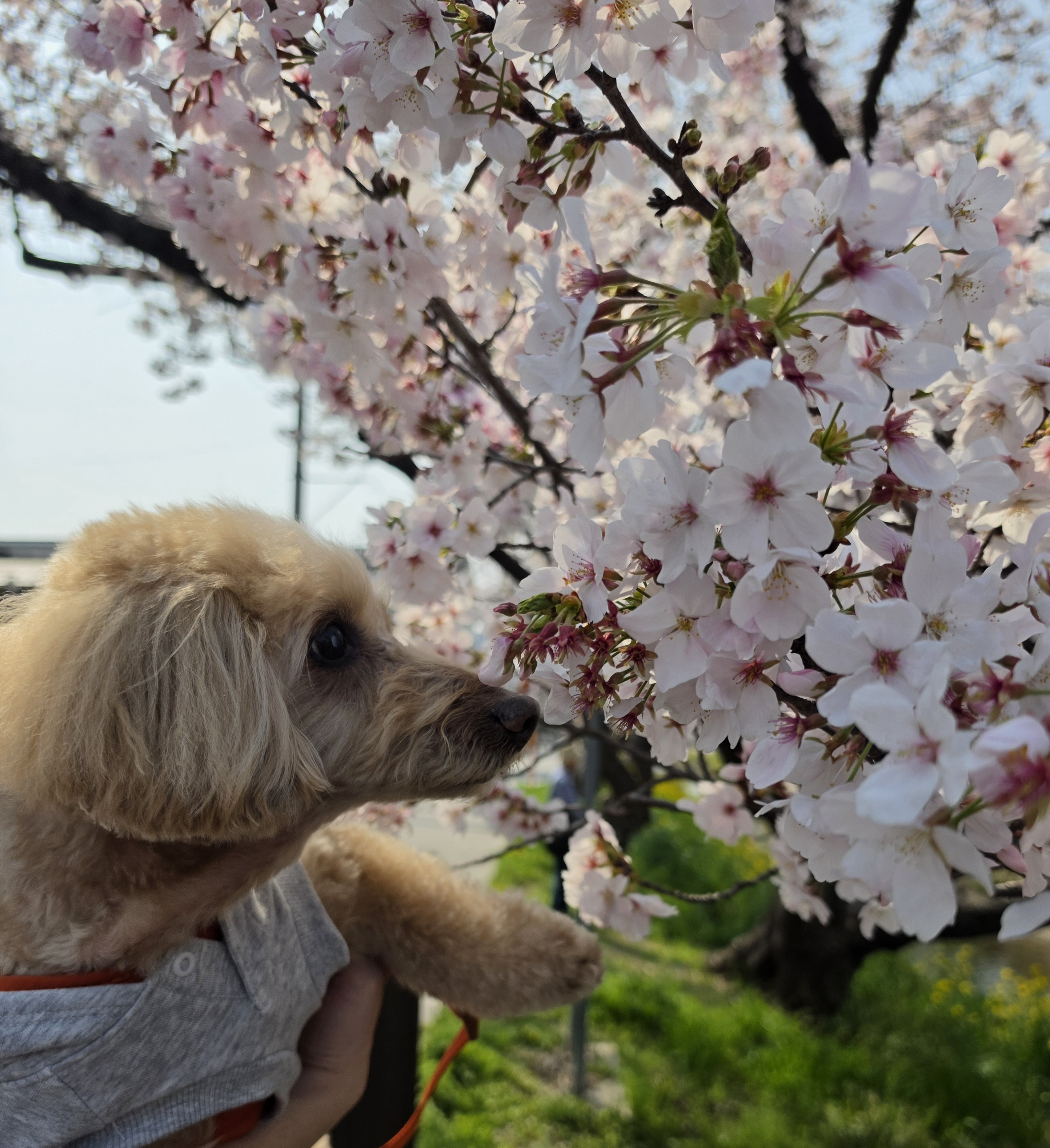 五条川/クリスタル矯正歯科クリニック